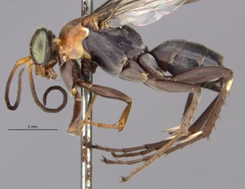 Media type: image;   Entomology 26598 Aspect: habitus lateral view